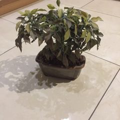 Gorgeous Ceramic Ornamental Bonsoi in Pot