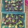 Rhubarb plants Image 4