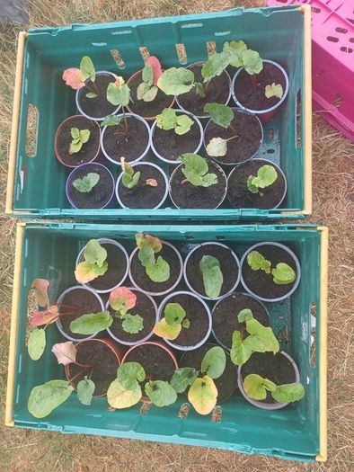 Rhubarb plants