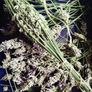 Handmade Lavender Wands Image 5