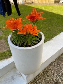 Large Plant pot