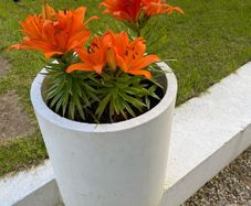 Large Plant pot