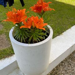 Large Plant pot