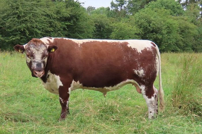 Bull - Pedigree Irish Moiled