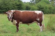 Bull - Pedigree Irish Moiled