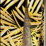 Ladies Black&Yellow Sun Dress Image 2