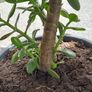 House plant Image 3