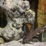 Aquarium Juwel vision 180 curved full set Image 8