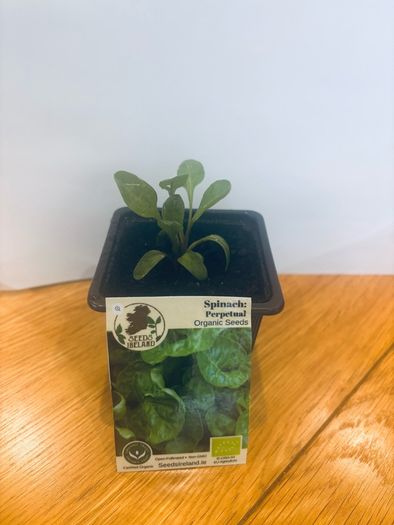 Herb Plants