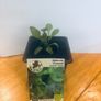 Herb Plants Image 2