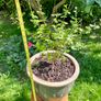 Potted Salvia Hot Lips Image 2
