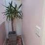 indoor plant Image 3