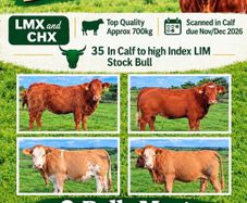 35 In-Calf Heifers for Sale Balla Mart 17 Oct