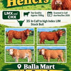35 In-Calf Heifers for Sale Balla Mart 17 Oct
