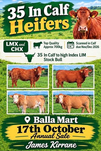 35 In-Calf Heifers for Sale Balla Mart 17 Oct