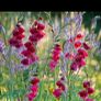 Beautiful Papilio Rubby Plants Image 3