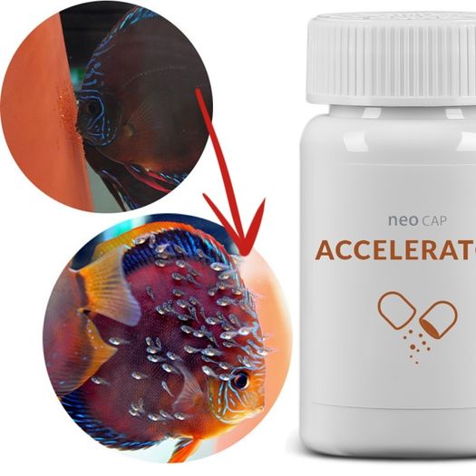 AQUARIO Neo CAP Accelerator - Supports fish/shrimp breeding and appetite