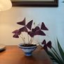 house plant Image 2