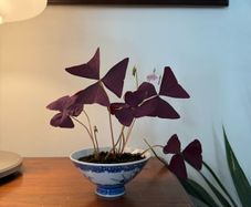 house plant
