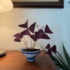 house plant