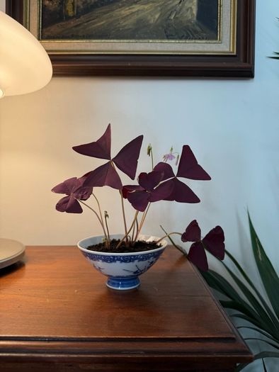 house plant