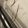 Stick insects for adoption Image 2