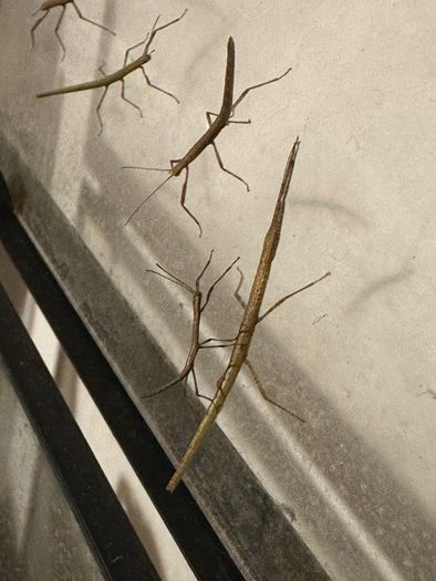 Stick insects for adoption