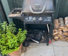 bbq
