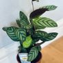 Calathea Compact Star in 14cm pot and 50cm in height Image 3