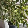 large ficus benjamin Image 2