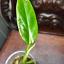 Philodendron Subhastatum Variegated Image 4