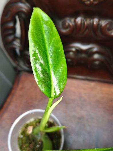 Philodendron Subhastatum Variegated
