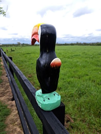 Large  Guinness  toucan