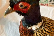 pheasant