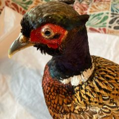 pheasant