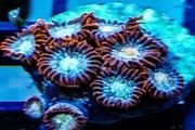 Tequila Sunrise zoa