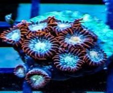 Tequila Sunrise zoa