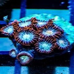 Tequila Sunrise zoa