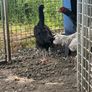 Shamo hens Image 2