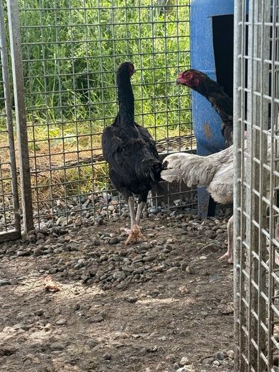 Shamo hens