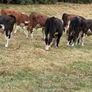 40 Hereford Bulls Image 3