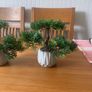 X2 fake bonsai trees Image 3