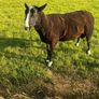 Rams Image 3