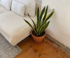 large snake plant in pot
