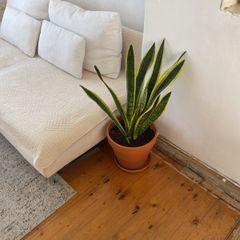 large snake plant in pot
