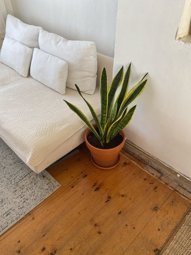 large snake plant in pot
