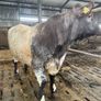 5Shorthorn Bull for sale Image 2