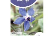 HT Borage seeds 2g | Sow February - August