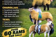 Suffolk Sheep