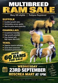 Suffolk Sheep